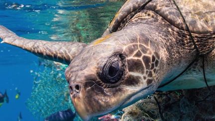 Photo Hebdo : tortue prisonnière du plastique, procession taoïste et nouvelle commandante de l'ISS… une semaine d'actualité en images