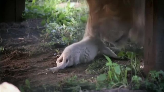 Video Naissance Rare D Un Lionceau Blanc Dans Un Zoo De Hongrie