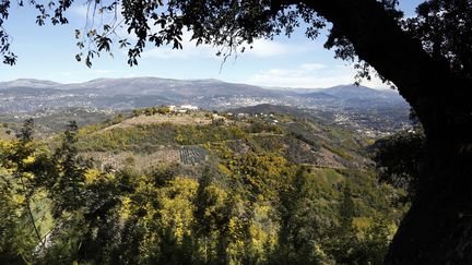 Des champs d'eucalyptus à Tanneron.&nbsp; (VALERY HACHE / AFP)