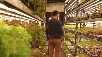 Fermes dans des containers : la nouvelle révolution agricole