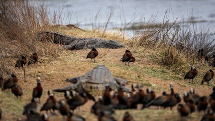 Aujourd’hui, le lodge est entièrement réservé tout le mois d’août par des Sud-Africains. "C'est vraiment incroyable, nous avons eu beaucoup de soutien de la part des locaux. Ils réservent tous et viennent pour des safaris, des dîners, ce genre de choses" déclare le directeur à l’AFP. &nbsp; &nbsp; (MICHELE SPATARI / AFP)