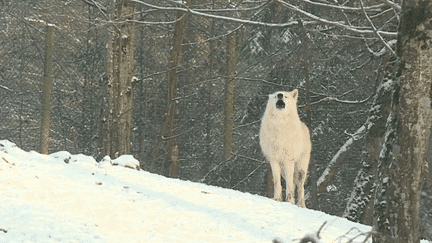 Le parc animalier de Sainte-Croix vient d'accueillir huit loups blancs. Il est même possible de passer la nuit presque à leurs côtés. (France 2)