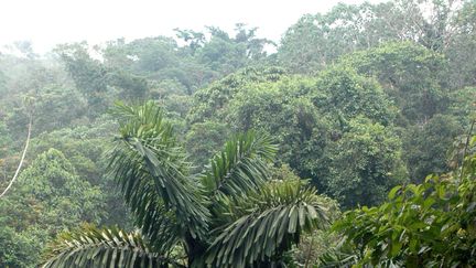 &nbsp; (Forêt en Equateur © Maxppp)