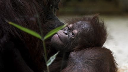 La bébé orang-outan Java, dans les bras de sa mère Théodora à la Ménagerie au Jardin des Plantes à Paris, le 24 octobre 2018. (ERIC FEFERBERG / AFP)