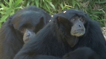 Envoyés dans la Vienne alors que le département était frappé par des incendies, les animaux du zoo d’Arcachon (Gironde) reviennent peu à peu chez eux. Reportage. (FRANCE 2)