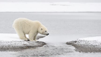 Un ourson polaire sur la côte de l'île de Barter (Alaska, Etats-Unis), le 30 mars 2015.&nbsp; (PATRICK KIENTZ / BIOSPHOTO / AFP)