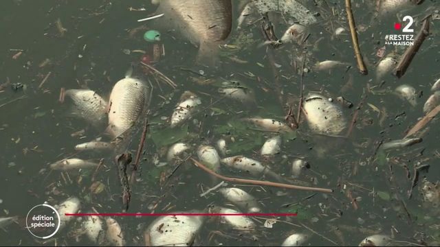 Nord : Une Catastrophe écologique Provoque La Mort Des Poissons Et La ...