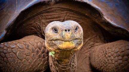 Une tortue géante des Galapagos se promène sur l'île de&nbsp;San Cristobal (Equateur), le 4 juin 2012. (VOLANTHEVIST / GETTY IMAGES)