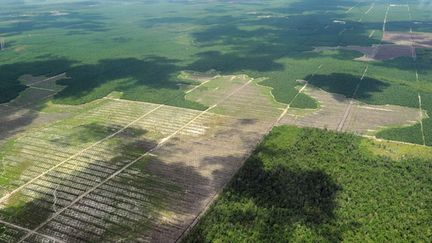 L’Indonésie perd chaque année entre 1 et 3 million d’hectares de forêt sur un total de 120 millions.
	  (AFP PHOTO / ROMEO GACAD)