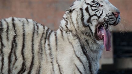 Un tigre du Bengale baille dans son enclos au zoo de Shangha&iuml; (Chine), le 18 novembre 2014. (JOHANNES EISELE / AFP)