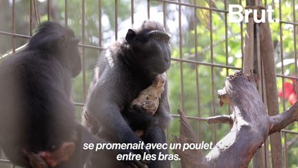 Un macaque et un poulet