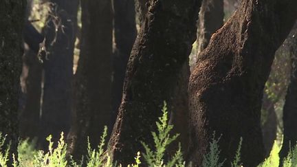 Incendies : faut-il laisser faire la nature pour sauver les forêts ?