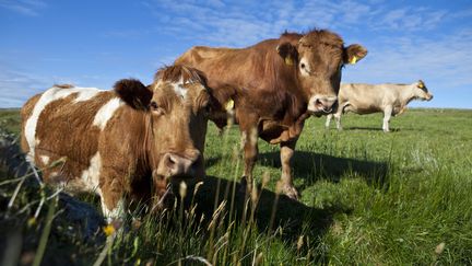 Des vaches dans un champ en Irlande (Illustration). (GARDEL BERTRAND / HEMIS.FR)