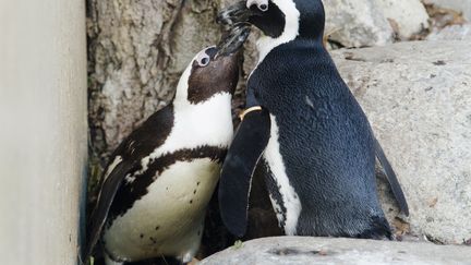 Pedro (&agrave; droite) et Buddy interagissent dans leur enclos du zoo de Toronto (Canada) le 8 novembre 2011. (MARK BLINCH /&nbsp;REUTERS)