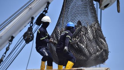 Des ouvriers déchargent une cargaison de thons, le 11 mars 2022 à Manta (Equateur). (RODRIGO BUENDIA / AFP)