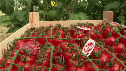 Agriculture : la tomate de Marmande désormais label rouge (FRANCE 3)