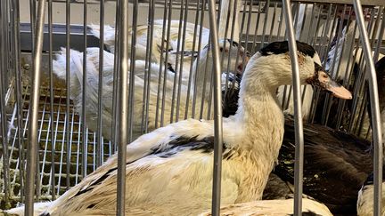 Un élevage de canard à foie-gras en Dordogne. Photo d'illustration. (EMMANUEL CLAVERIE / FRANCE-BLEU PÉRIGORD)