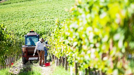 Des vignes en Bretagne. Photo d'illustration. (DAVID CORMIER / MAXPPP)