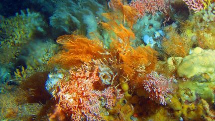 La p&ecirc;che en eaux profondes est accus&eacute;e par ses d&eacute;tracteurs de d&eacute;truire des &eacute;cosyst&egrave;mes marins fragiles, tels que les bancs de corail. (ALBEERTO LINDNER / AP / SIPA)