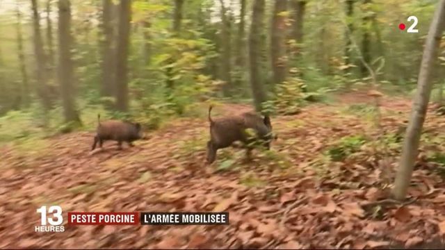 L'armée française mobilisée contre la peste porcine