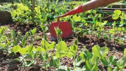 Une binette dans un potager. (NICOLAS BLANZAT / RADIO FRANCE)