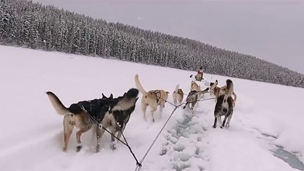 Canada : le Yukon, une course de chiens de traineaux en direction de l'Alaska