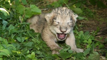 &nbsp; (Zoo de Besançon Autre)