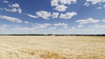 Région de Coulommiers en Seine-et-Marne. Champ d'orge en plein été. (Illustration) (CHRISTOPHE LEHENAFF / MOMENT RF / GETTY IMAGES)