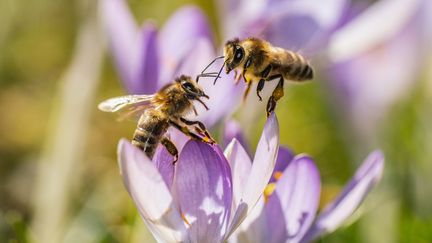 Deux abeilles se reposent sur un crocus. (illustration) (FRANK RUMPENHORST / DPA)