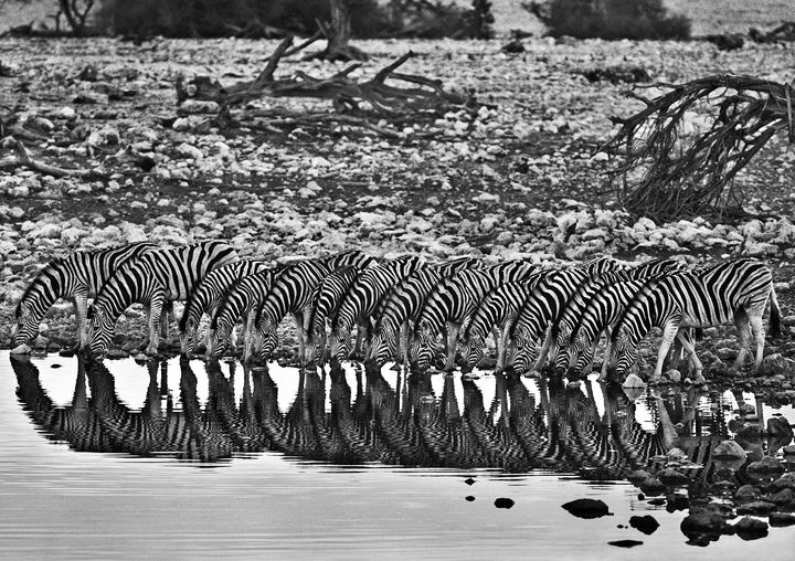 Namibie,&nbsp;Vallée de l’Hoanib, Damaraland, 2005.&nbsp;Ces zèbres des montagnes appelés zèbres de Hartmann (Equus zebra hartmannae) se cantonnent aux régions montagneuses de l’ouest et du centre. (© SEBASTIÃO SALGADO)