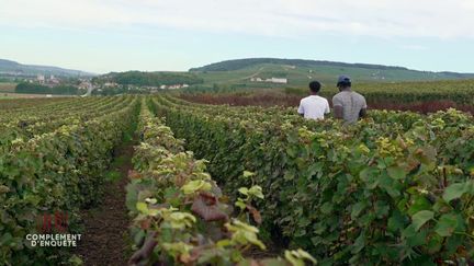 Dans certaines vignes de Champagne, 80 euros et une assiette de riz pour quatorze heures de travail par jour