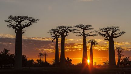 Des baobabs à&nbsp;Morondava (Madagascar), le 5 juin 2017. (MONTICO LIONEL / AFP)