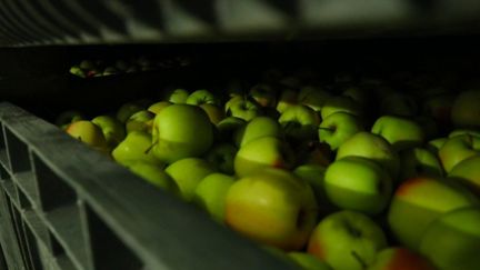 Italie : des pommes conservées dans des galeries souterraines