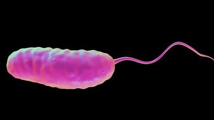 Bactérie du choléra (Vibrio cholerae), illustration d'ordinateur. (ROYALTYSTOCKPHOTO / Science Photo Library)