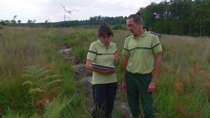 Sécheresse : inventer la forêt de demain