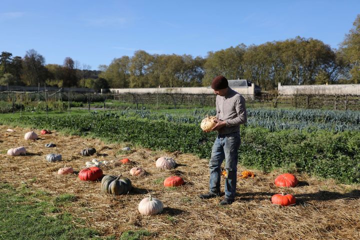 Courges de toutes les couleurs au Potager du roi à Versailles
 (Ludovic Marin / AFP)