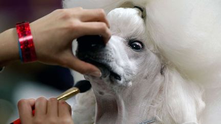 Et il y est &eacute;galement beaucoup question de coiffure... (CRAIG RUTTLE / AP / SIPA)