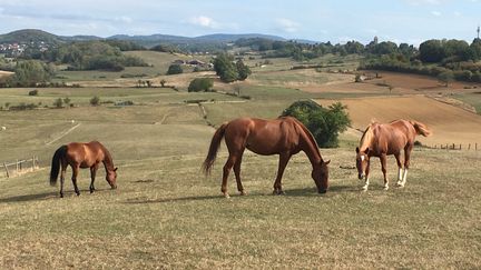 Illustration de chevaux. (DAVID DIGIACOMO / RADIO FRANCE)