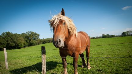 Cheval : le trait poitevin, une race en voie de disparition