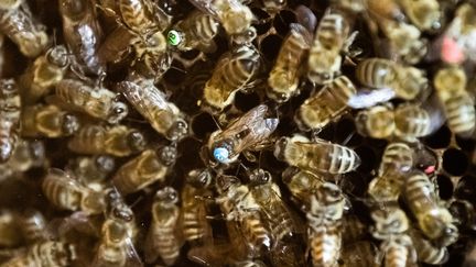 Des abeilles étudiées&nbsp;à l'université Johannes Gutenberg de Mayence (Allemagne), le 24 mai 2019. (MAXPPP)