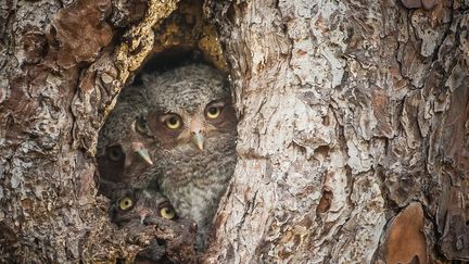 &nbsp; (Graham McGeorge / Comedy Wildlife Photography Awards)