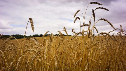 Un champ de blé à Orsans, en Occitanie.  (Photo d'illustration).  (JUSTINE BONNERY / HANS LUCAS)