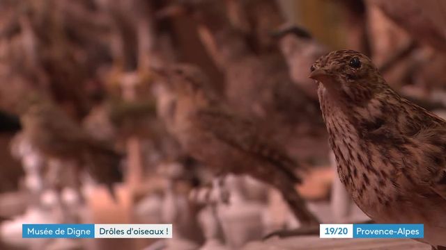 A Digne-les-Bains, pour donner envie à la population de revenir, le musée Gassendi propose plusieurs œuvres d'artistes contemporains de renom, parmi ces artistes Marc Dion plasticien américain ou l'inclassable Abraham Poincheval avec une installation étonnante.