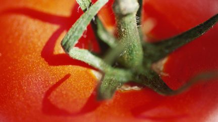 Une nouvelle variété de tomates vient de naître à l'Institut de la recherche agronomique (Inra).&nbsp;Photo d'illustration. (LAURENCE MOUTON / MAXPPP)