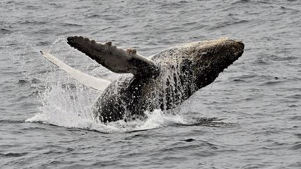 Méditerranée : à la rencontre des baleines dans le Var