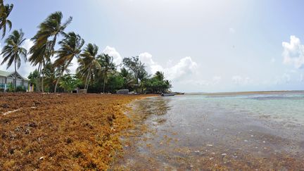 Les Sargasses sont de retour aux Antilles, ici à Saint-Anne en Guadeloupe. (EMMANUEL LELAIDIER / MAXPPP)