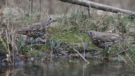 Les quotas d'oiseaux pour la chasse ont été revus à la baisse, le 28 septembre 2018. Les grives font partie des espèces d'oiseaux ciblées par la chasse traditionnelle. (JEAN-FRANCOIS NOBLET / BIOSPHOTO / AFP)