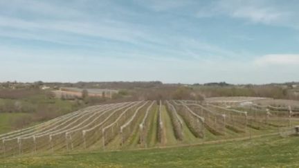 Cette semaine, les températures seront 10 degrés en dessous des normales de saison. Plusieurs régions vont même connaître des épisodes de gel et de neige. Dans les vignes comme dans les vergers, on tente de protéger au mieux la végétation qui a déjà bourgeonné. &nbsp; (FRANCE 3)