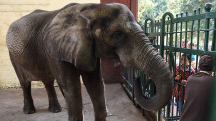 &nbsp;Des enfants égyptiens caressent l'éléphant Naïma au zoo de Guizeh, près du Caire, le 1er août 2017. (MOHAMED EL-SHAHED / AFP)