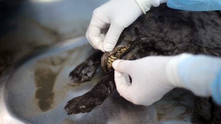 Un chercheur de l'université de Iakoutsk, en Russie, autopsie un chien âgé de 12 460 ans, le 15 mars 2016. (AFP)